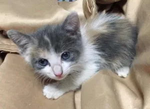 Gato raça SRD idade Abaixo de 2 meses nome Suzy