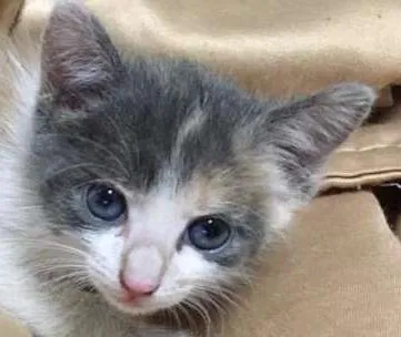 Gato raça SRD idade Abaixo de 2 meses nome Suzy