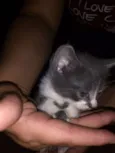 Gatos