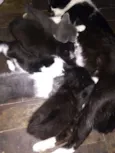 Gatos