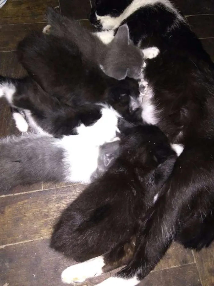 Gato ra a Siameses c/ SRD idade Abaixo de 2 meses nome Gatos