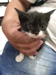 Gatos