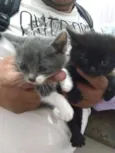 Gatos