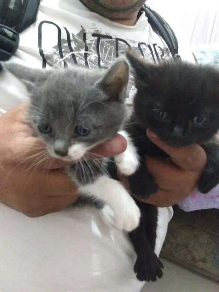 Gato ra a Siameses c/ SRD idade Abaixo de 2 meses nome Gatos