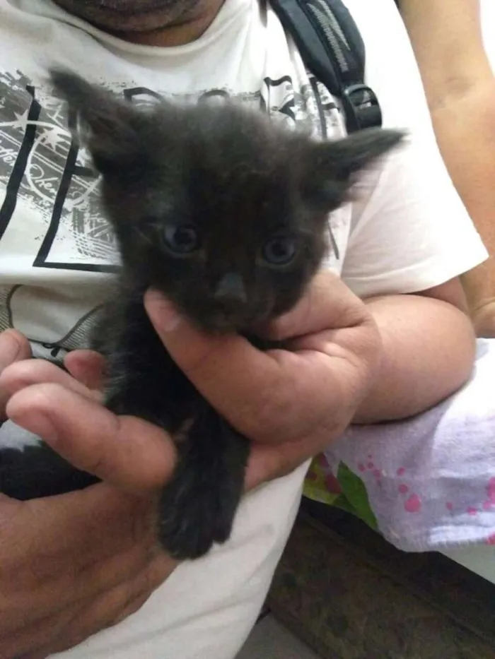 Gato ra a Siameses c/ SRD idade Abaixo de 2 meses nome Gatos