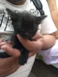 Gatos
