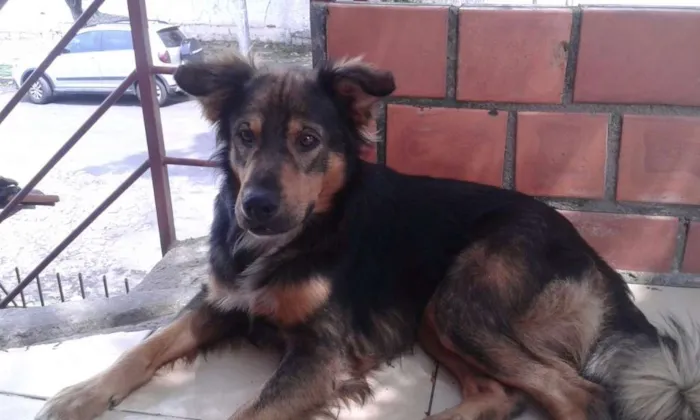 Cachorro ra a SRD srm raça idade 1 ano nome Bolinha