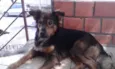 Bolinha