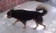Bolinha