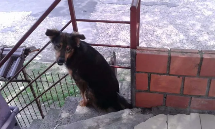 Cachorro ra a SRD srm raça idade 1 ano nome Bolinha