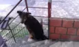 Bolinha