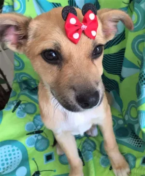 Cachorro raça SRD idade 2 a 6 meses nome NUTELA