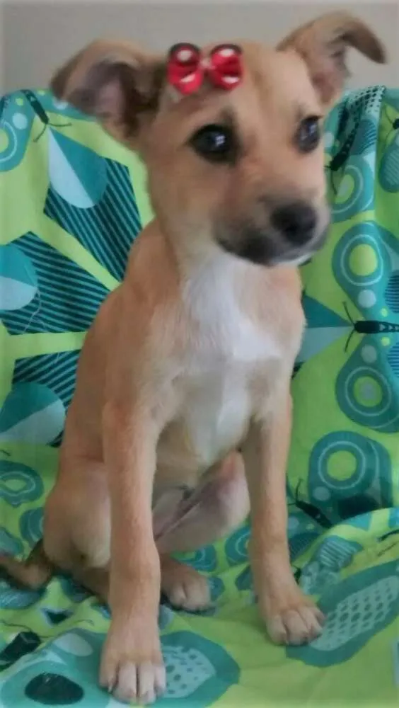 Cachorro ra a SRD idade 2 a 6 meses nome NUTELA
