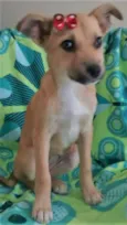 NUTELA