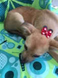 NUTELA