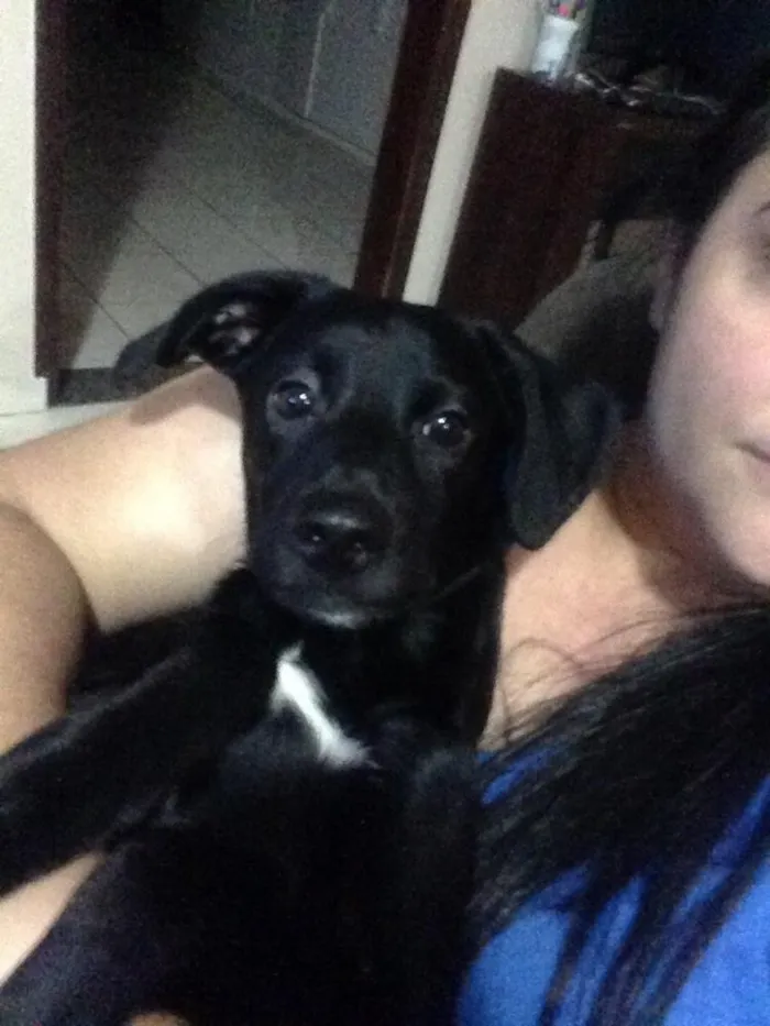 Cachorro ra a Vira-lata idade 2 a 6 meses nome Jhonny 