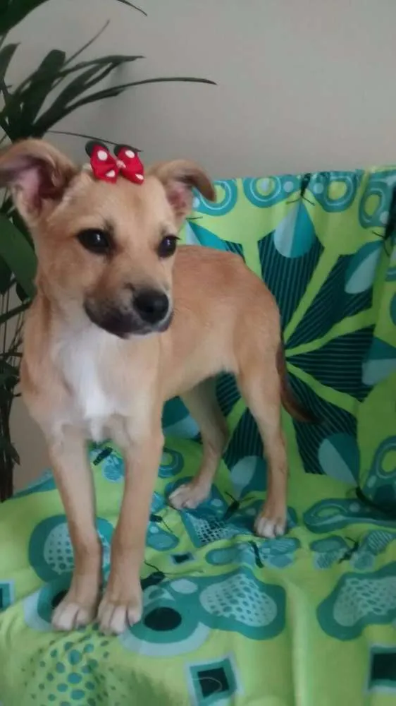 Cachorro ra a SRD idade 2 a 6 meses nome NUTELA