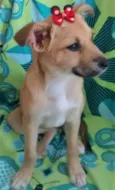 NUTELA