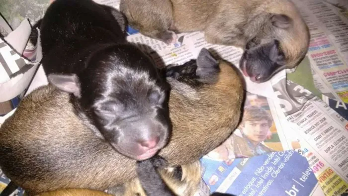Cachorro ra a  idade Abaixo de 2 meses nome LUNA
