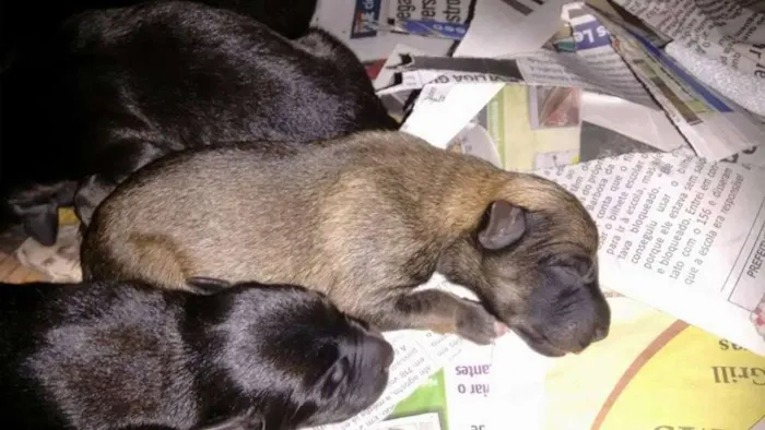 Cachorro ra a  idade Abaixo de 2 meses nome LUNA