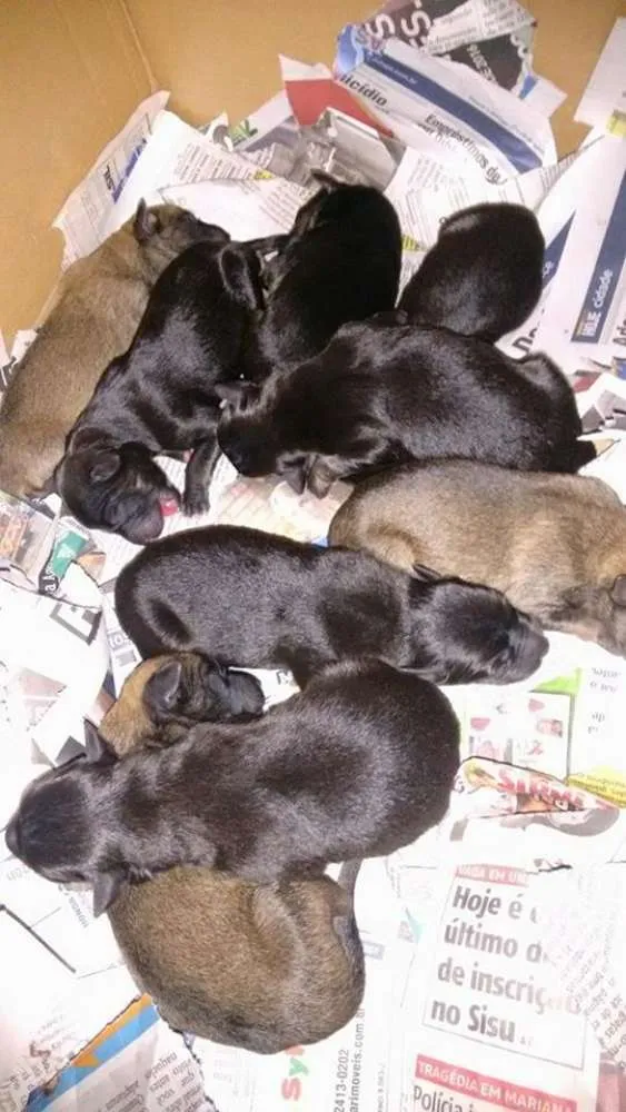 Cachorro ra a  idade Abaixo de 2 meses nome LUNA