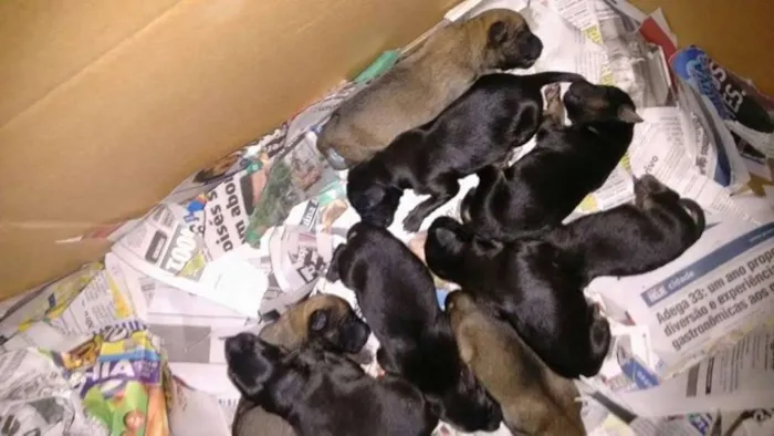 Cachorro ra a  idade Abaixo de 2 meses nome LUNA