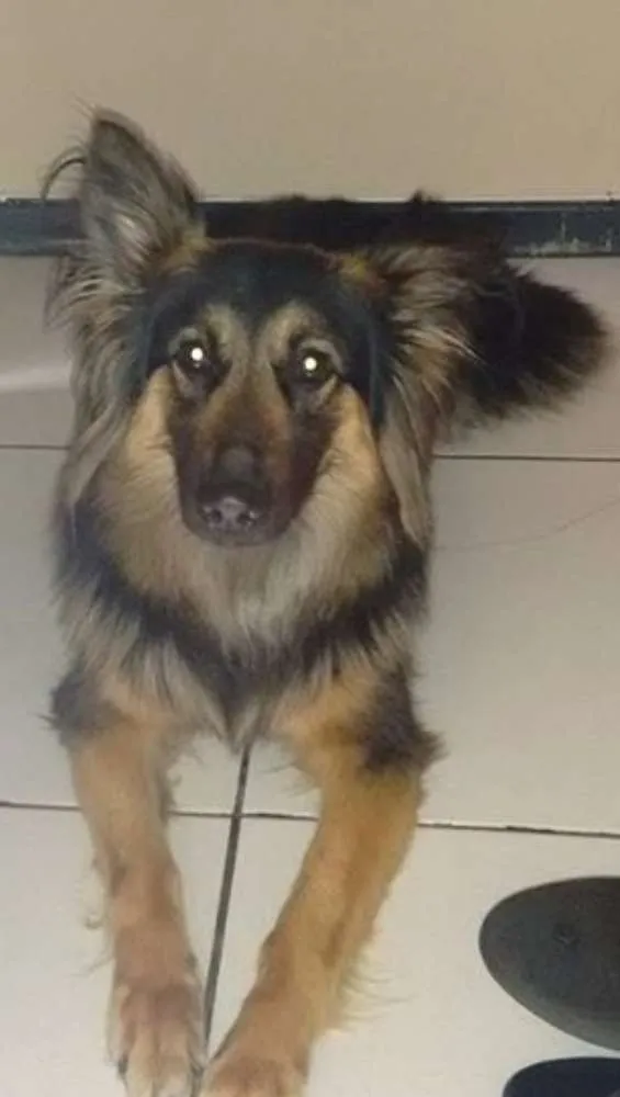 Cachorro ra a  idade Abaixo de 2 meses nome LUNA