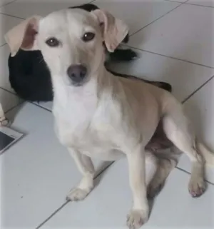 Cachorro raça SRD idade 7 a 11 meses nome MILKA