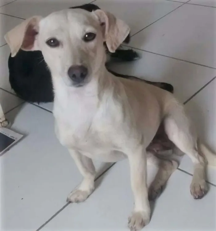 Cachorro ra a SRD idade 7 a 11 meses nome MILKA
