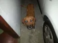 Não sei dizer, achei