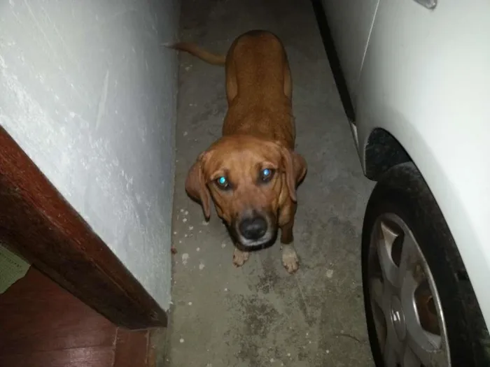 Cachorro ra a Não sei dizer idade 1 ano nome Não sei dizer, achei