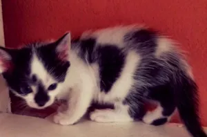Gato raça SRD idade 2 a 6 meses nome Pelucia