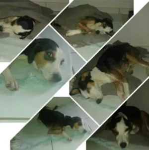 Cachorro raça SRD idade 1 ano nome Não tem