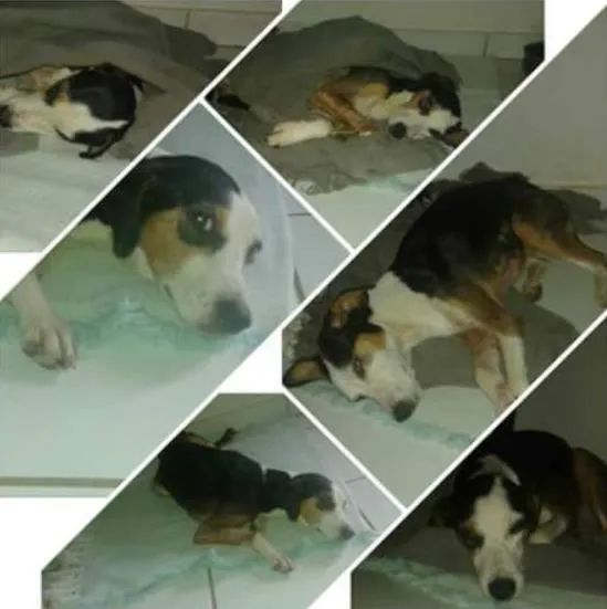 Cachorro ra a SRD idade 1 ano nome Não tem