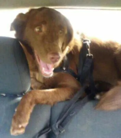 Cachorro raça Srd idade 7 a 11 meses nome SIMBA