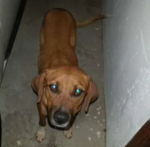 Cachorro raça Não sei dizer idade 1 ano nome Não sei dizer, achei