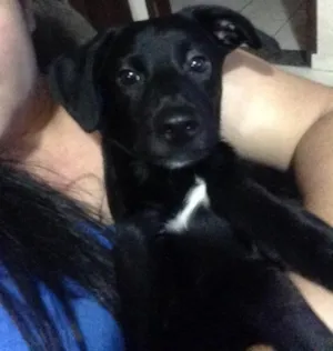 Cachorro raça Vira-lata idade 2 a 6 meses nome Jhonny 