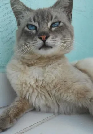 Gato raça SRD idade 2 anos nome sem nome defido