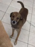 Cachorro raça SRD idade 3 anos nome Muito dóceis