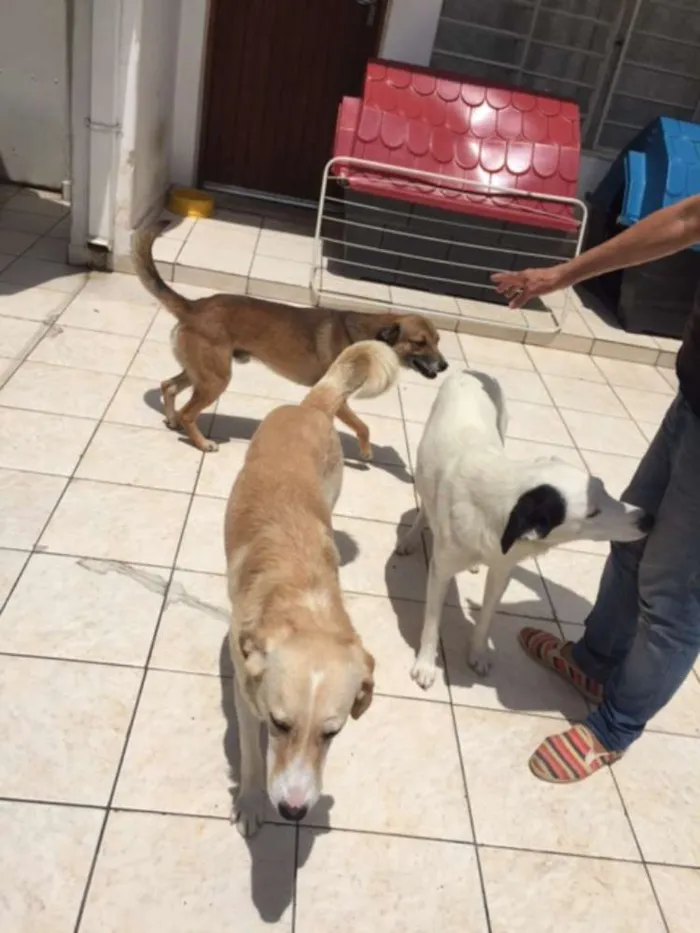 Cachorro raça SRD idade 3 anos nome Muito dóceis