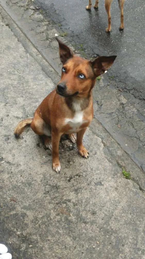 Cachorro ra a SRD idade 2 anos nome Bella