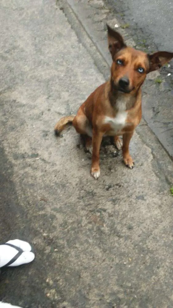 Cachorro ra a SRD idade 2 anos nome Bella