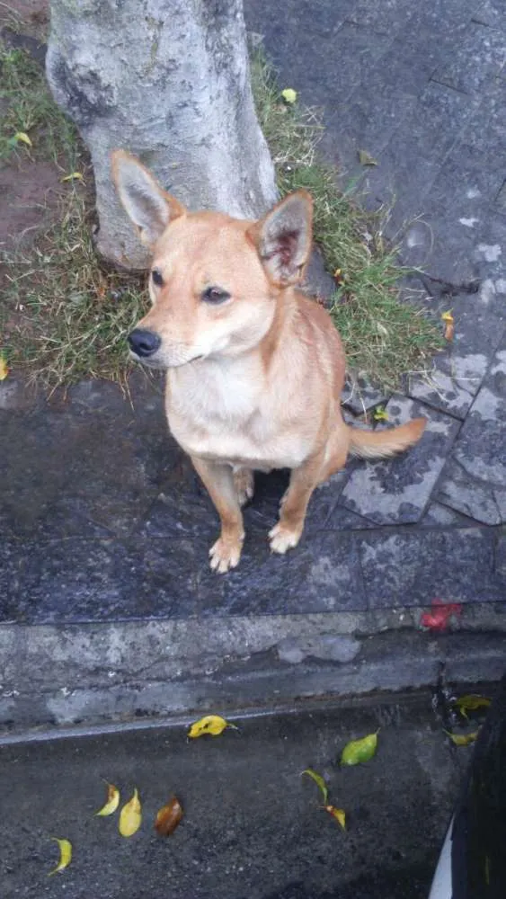 Cachorro raça SRD idade 1 ano nome Edward