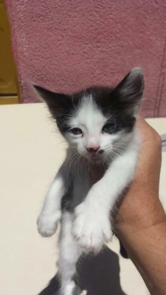 Gato ra a srd  idade Abaixo de 2 meses nome Frajolinha 
