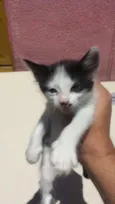 Frajolinha