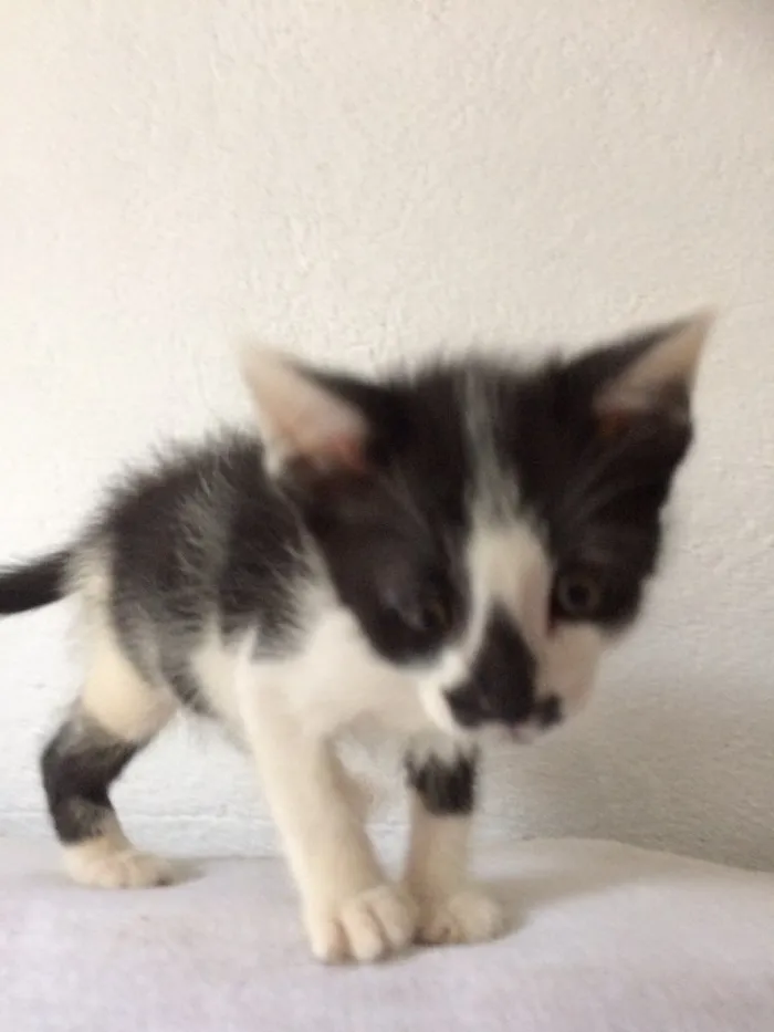 Gato ra a SRD idade Abaixo de 2 meses nome Leozinho