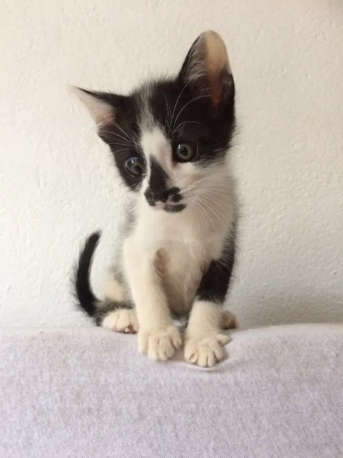 Gato ra a SRD idade Abaixo de 2 meses nome Leozinho