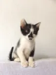 Leozinho