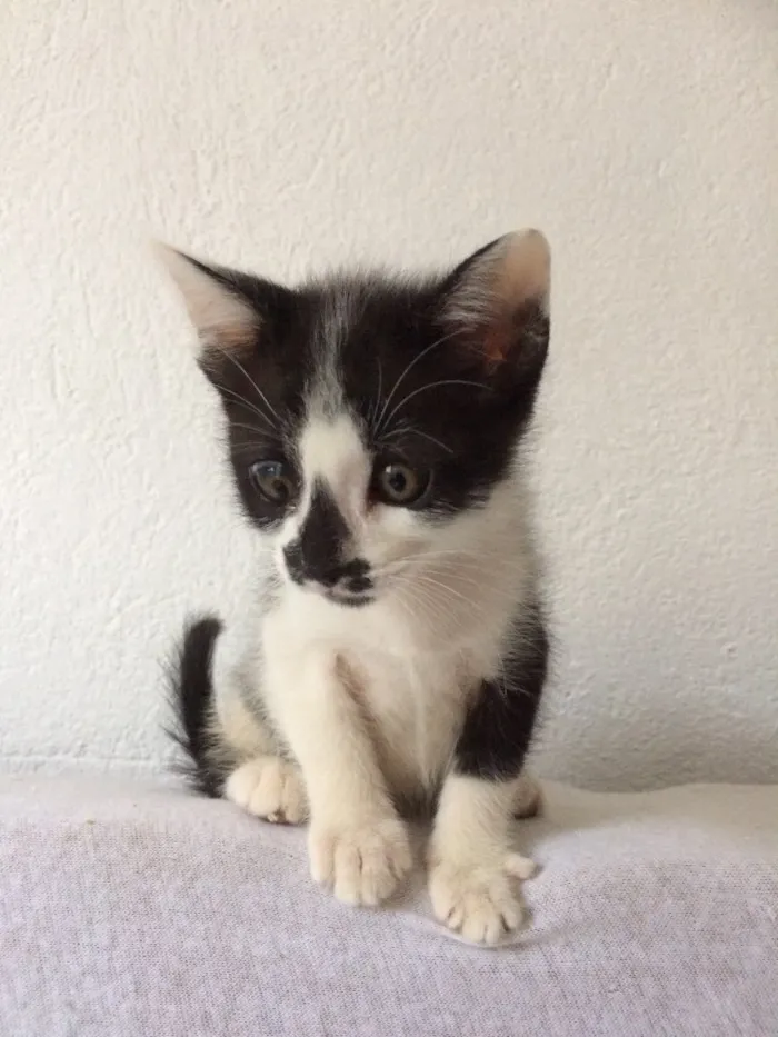 Gato ra a SRD idade Abaixo de 2 meses nome Leozinho