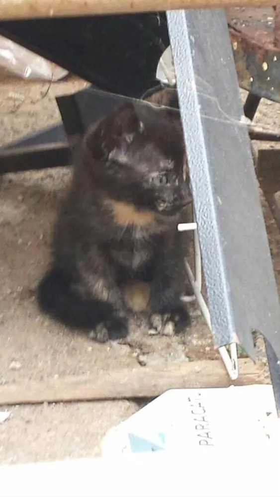 Gato ra a Srd idade Abaixo de 2 meses nome Mescladinha